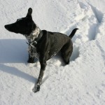 Cassie in the snow - original 3.6MB